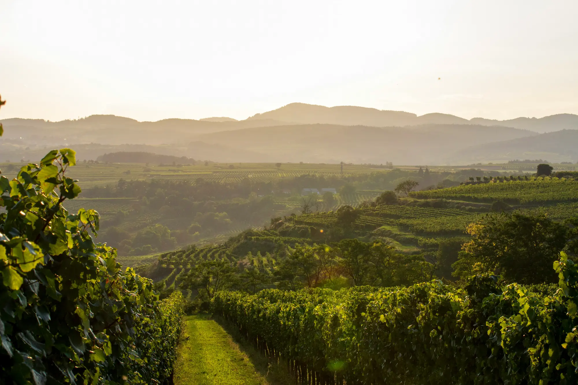 Stimmungsbild der Wachau in Niederösterreich.